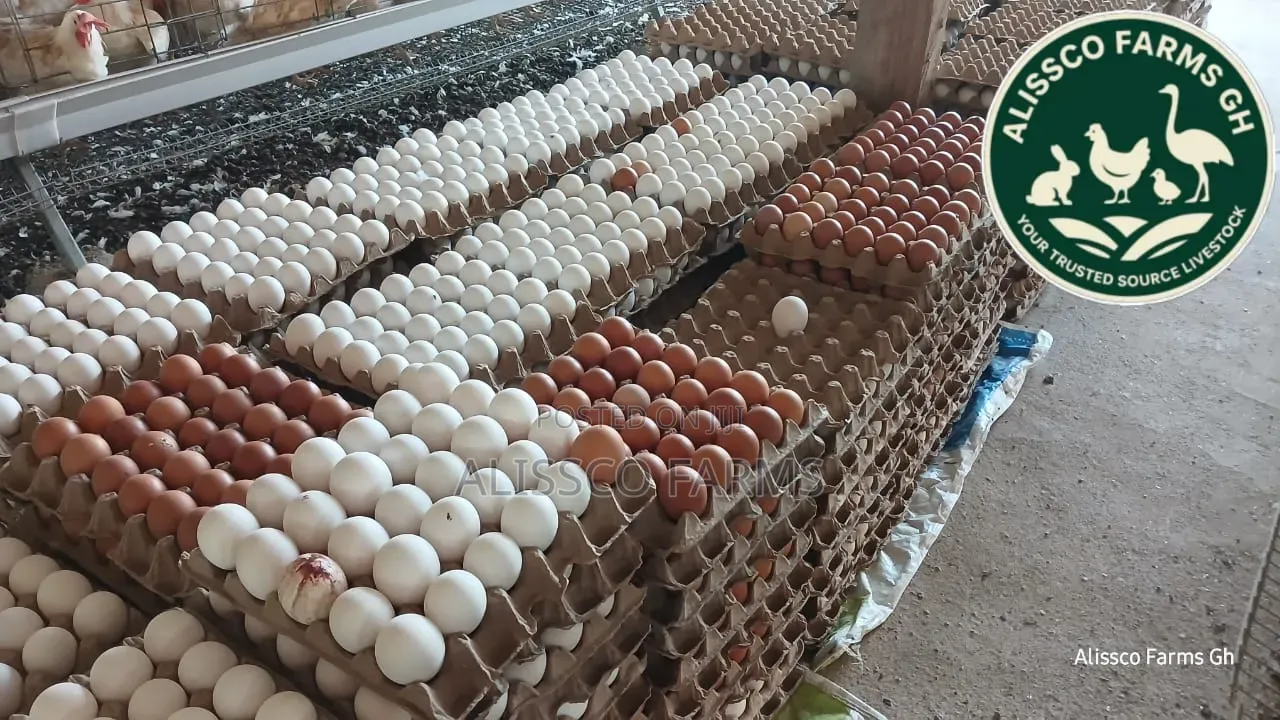 Eggs Table Eggs