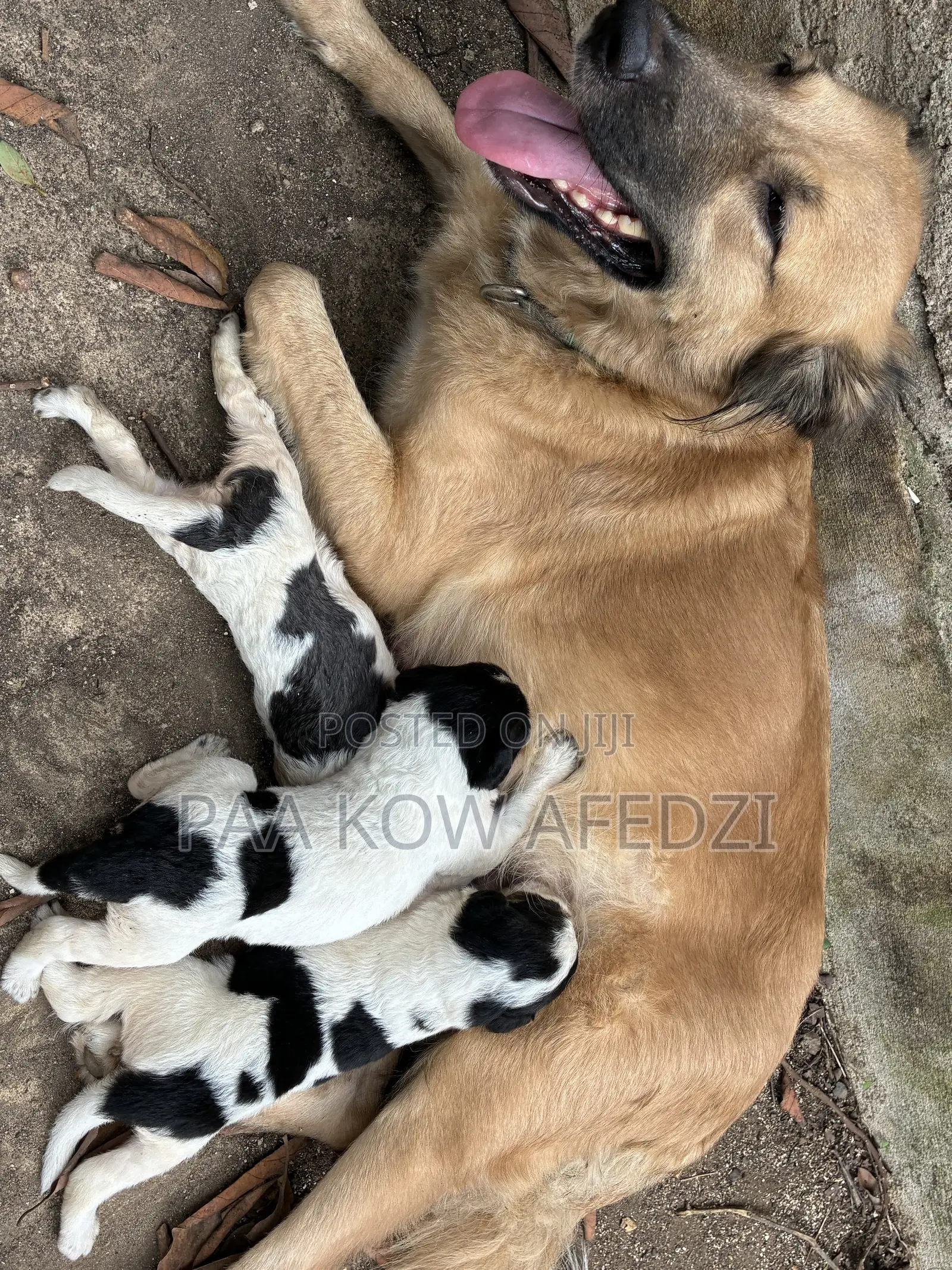 0-1 month Female Mixed Breed Dogo Argentino