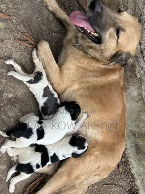 0-1 month Female Mixed Breed Dogo Argentino
