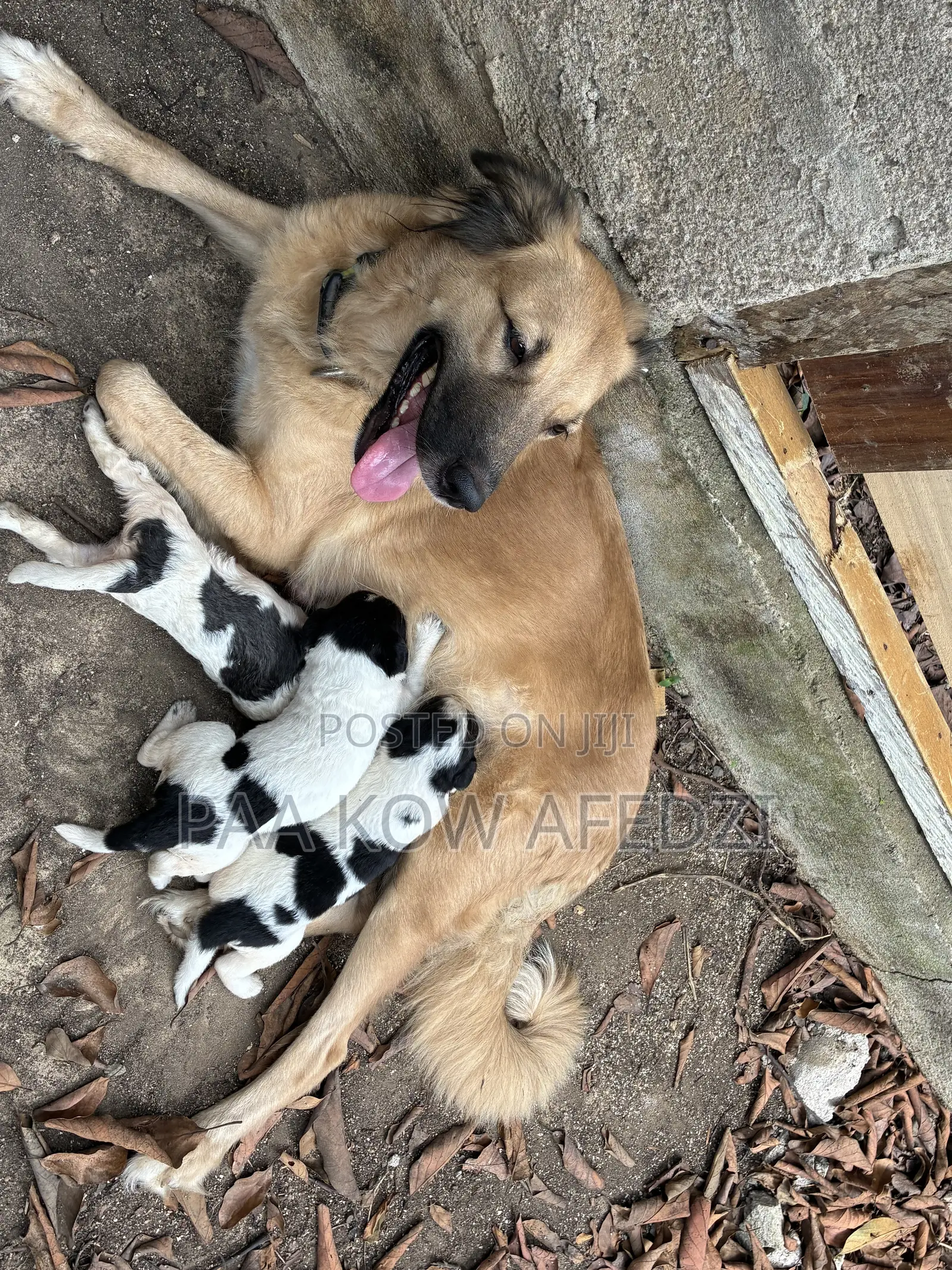 0-1 month Female Mixed Breed Dogo Argentino