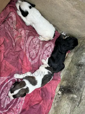 0-1 month Female Mixed Breed Dogo Argentino