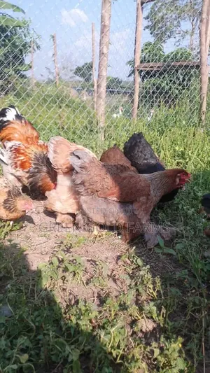 Brahma Chickens Pure Breed