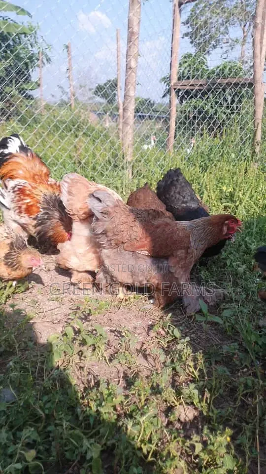 Brahma Chickens Pure Breed