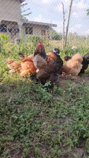 Brahma Chickens Pure Breed
