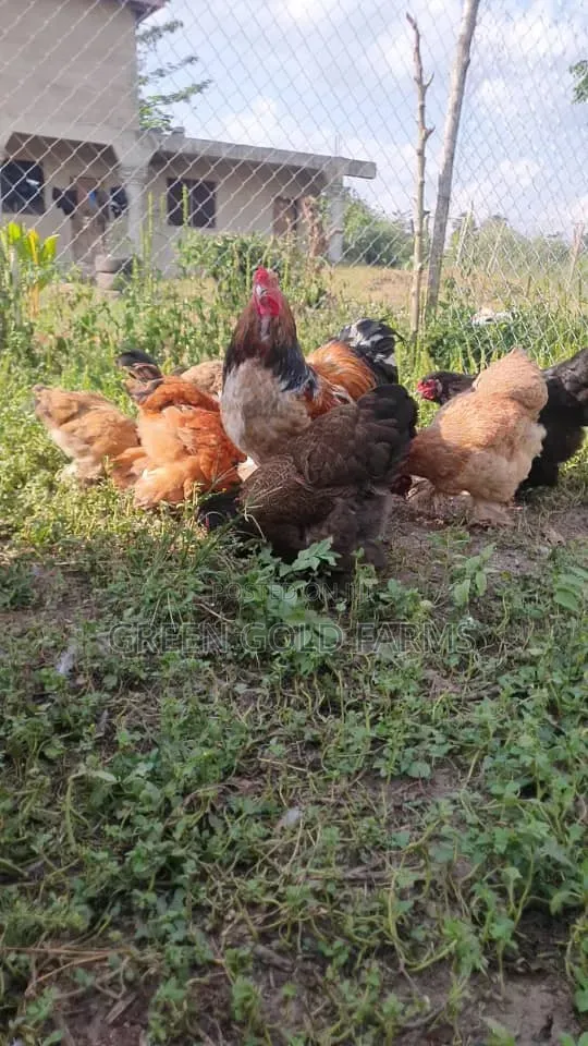 Brahma Chickens Pure Breed