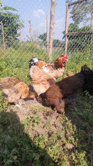Brahma Chickens Pure Breed
