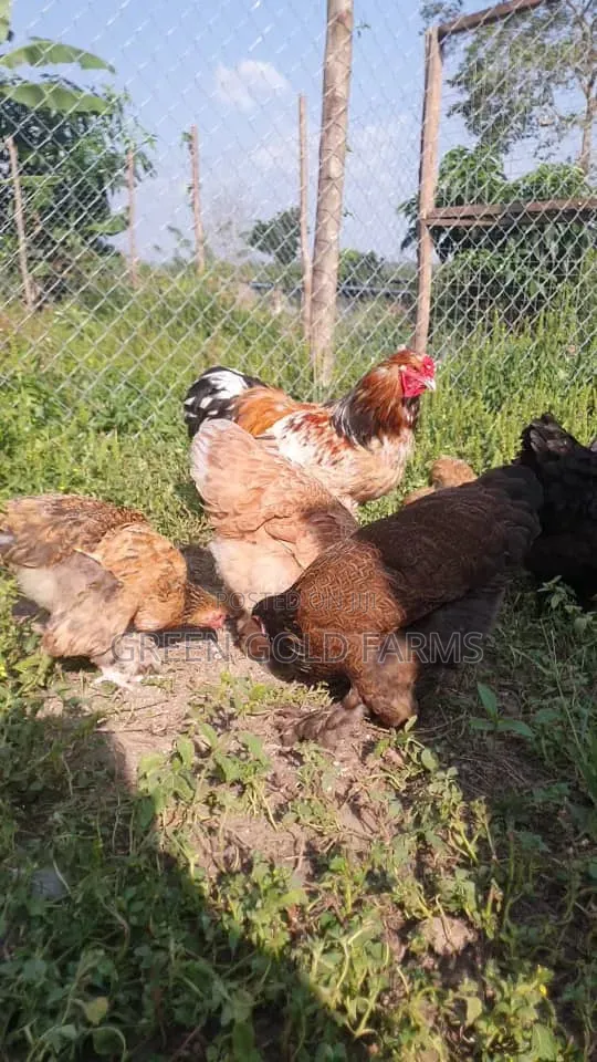 Brahma Chickens Pure Breed