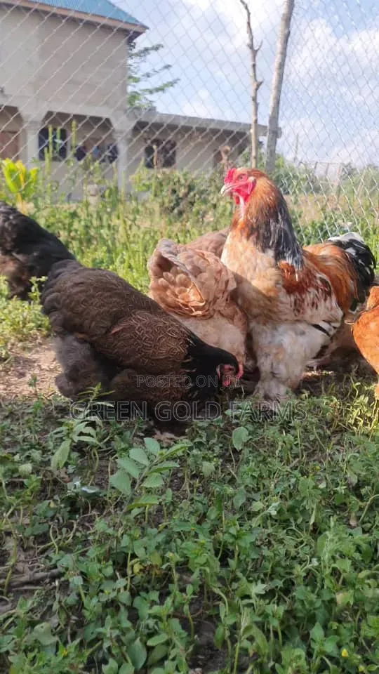 Brahma Chickens Pure Breed