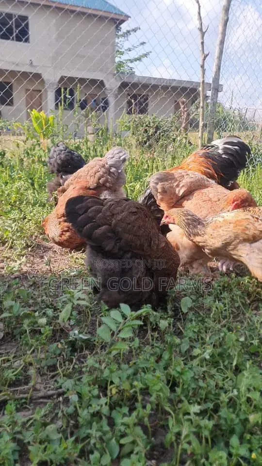 Brahma Chickens Pure Breed