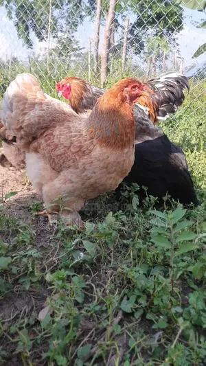 Brahma Chickens Pure Breed
