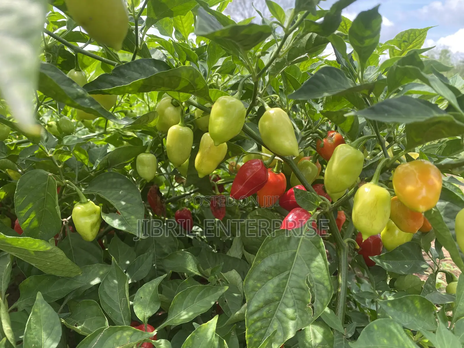 Red Habanero Pepper, Very Hot, Long Shelf Life, Non Hybrid,