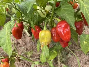 Red Habanero Pepper, Very Hot, Long Shelf Life, Non Hybrid,