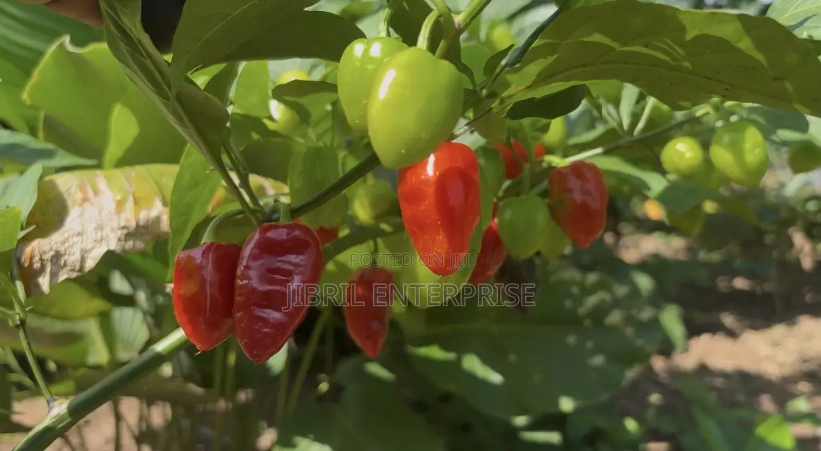 Red Habanero Pepper, Very Hot, Long Shelf Life, Non Hybrid,