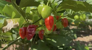 Red Habanero Pepper, Very Hot, Long Shelf Life, Non Hybrid,