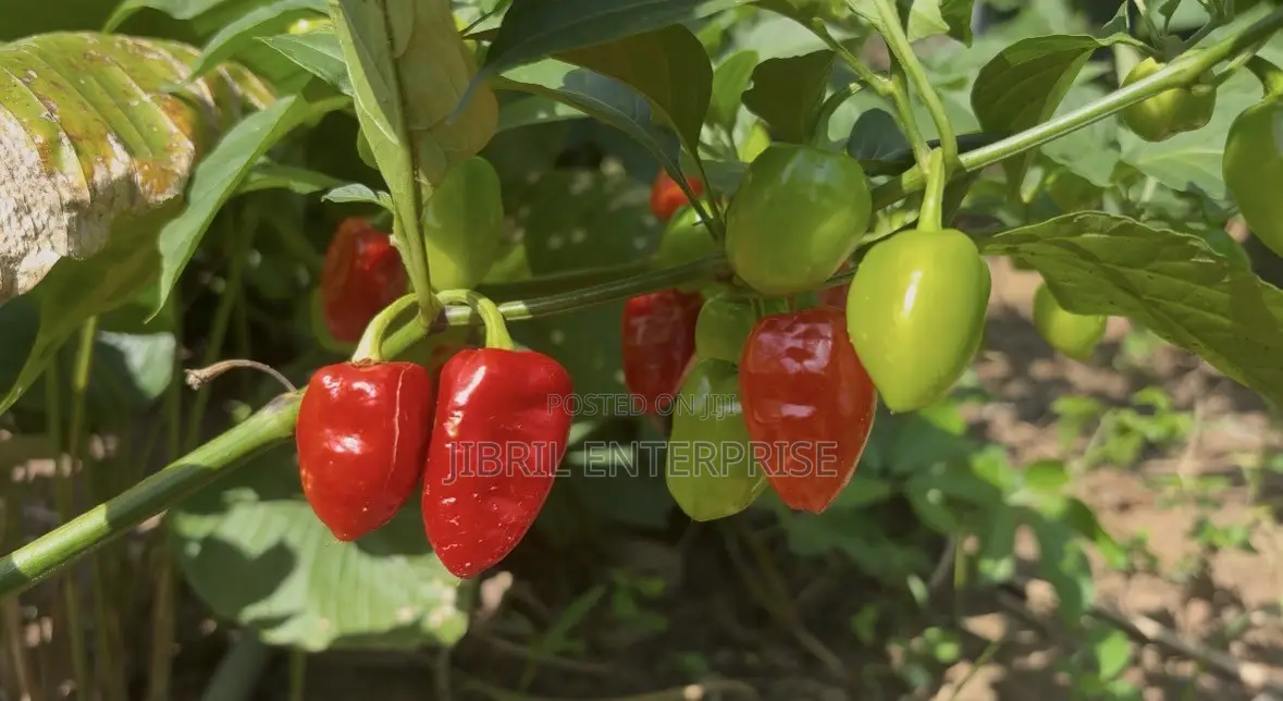 Red Habanero Pepper, Very Hot, Long Shelf Life, Non Hybrid,