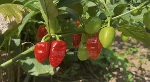 Red Habanero Pepper, Very Hot, Long Shelf Life, Non Hybrid,
