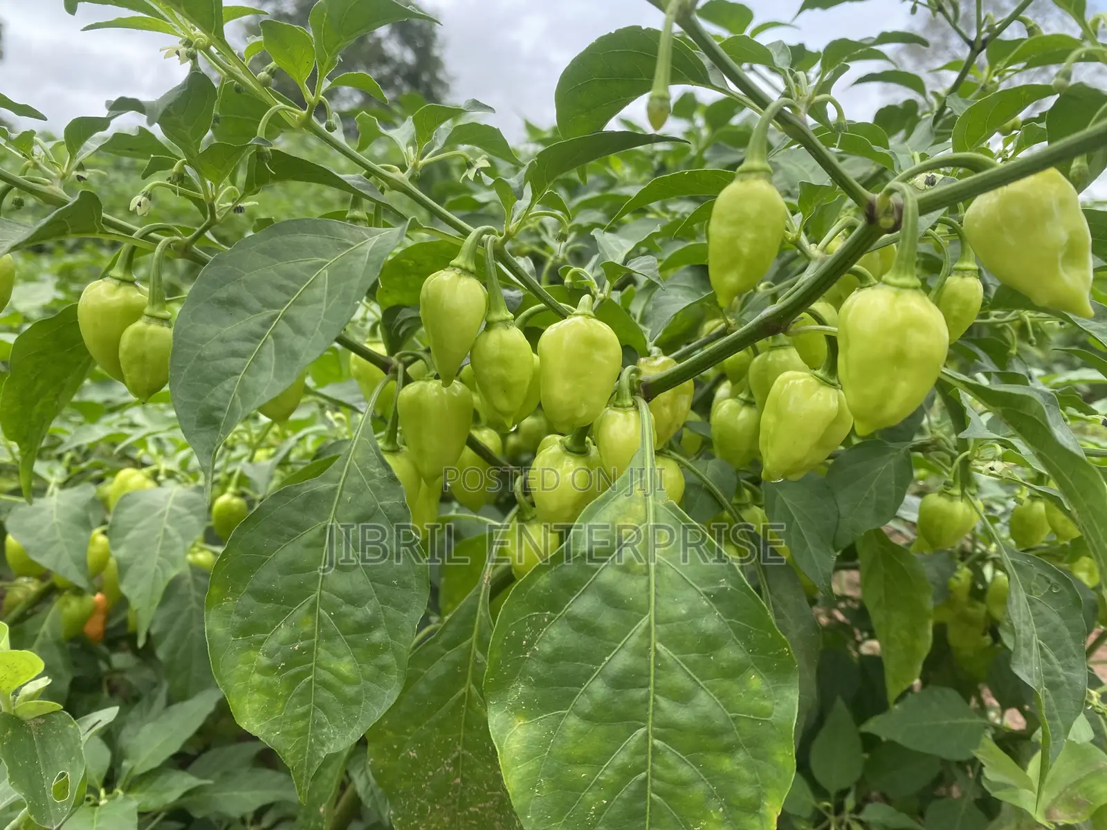 Red Habanero Pepper, Very Hot, Long Shelf Life, Non Hybrid,