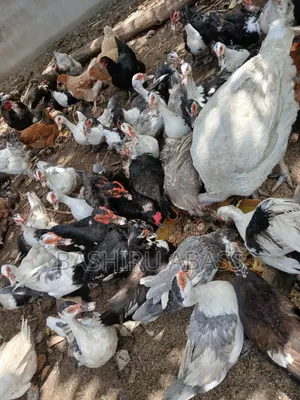Backyard Raised Muscovy Ducks