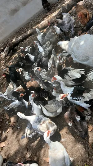 Backyard Raised Muscovy Ducks
