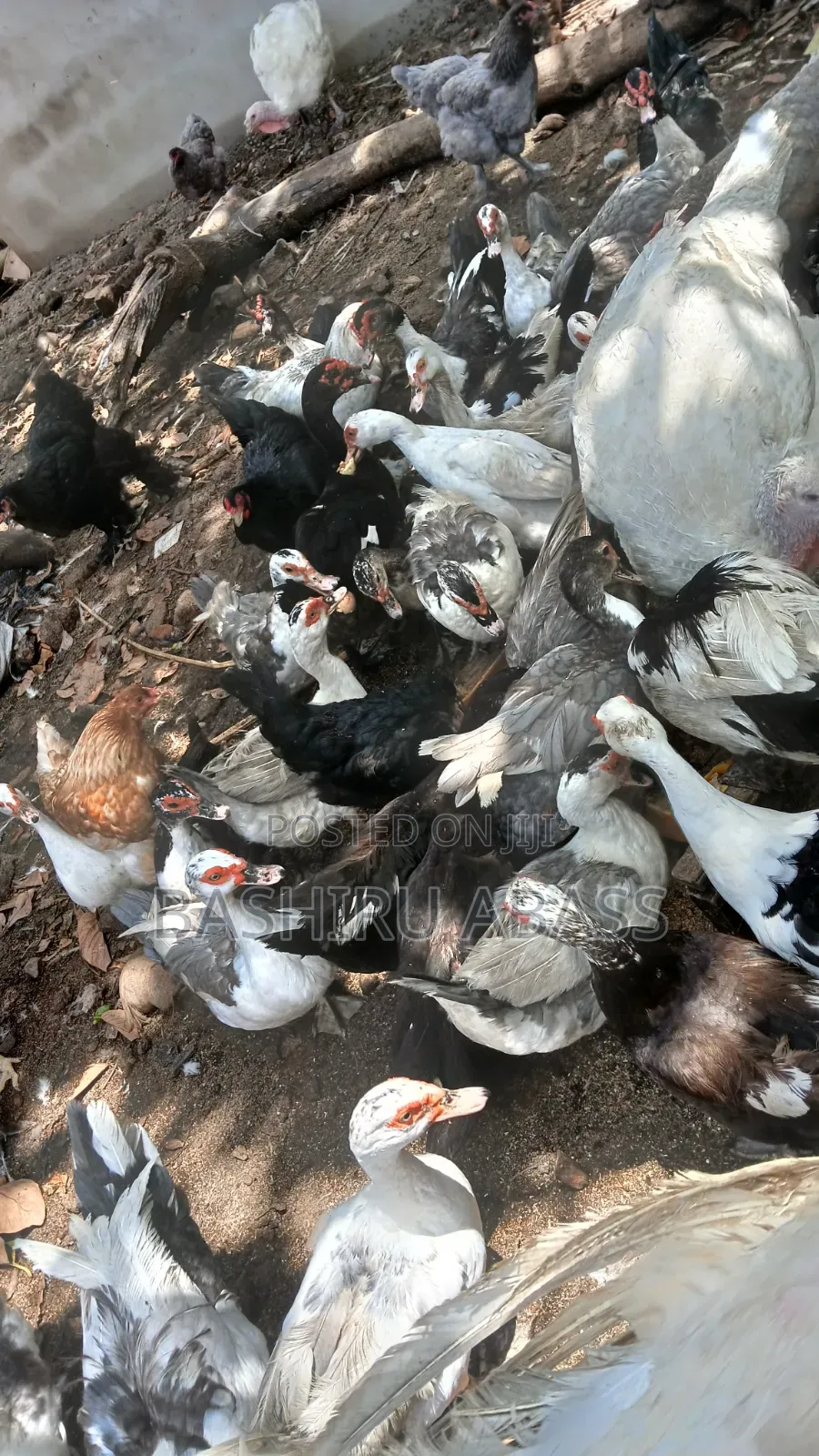 Backyard Raised Muscovy Ducks