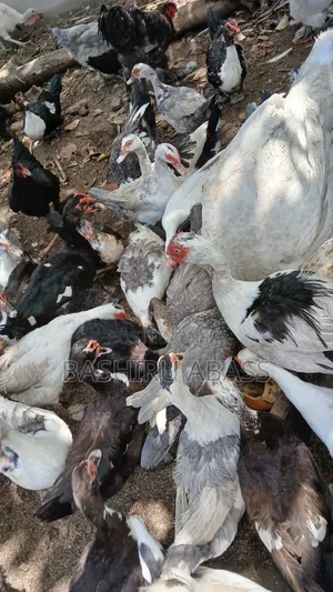Backyard Raised Muscovy Ducks
