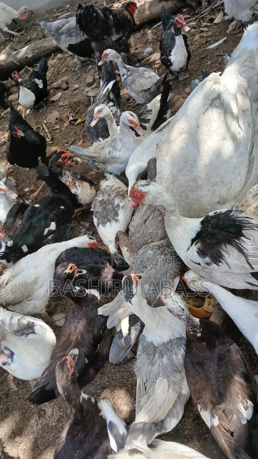 Backyard Raised Muscovy Ducks