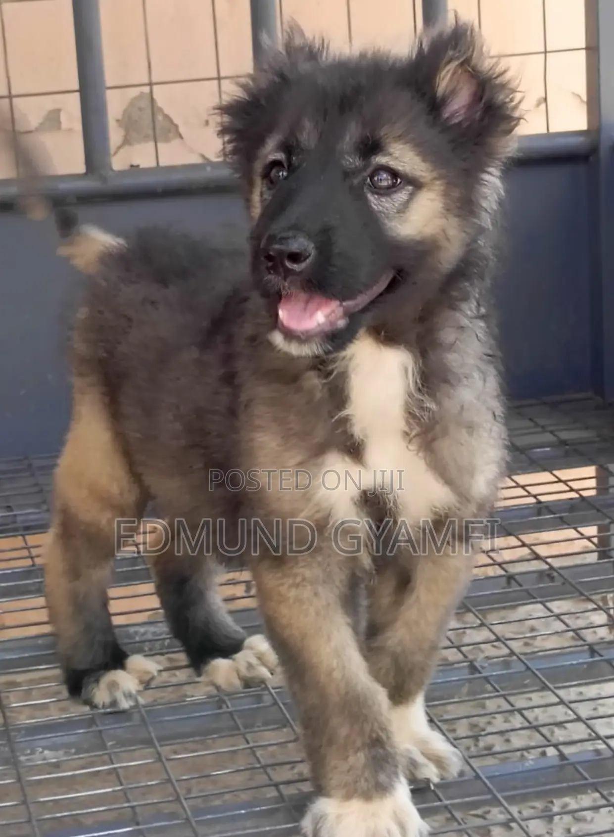 1-3 months Female Purebred Caucasian Shepherd