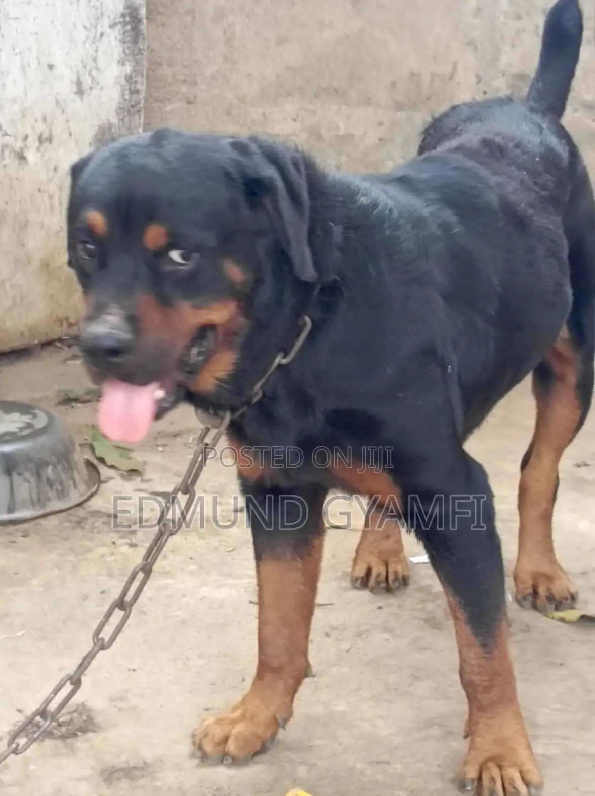 6-12 months Male Purebred Rottweiler