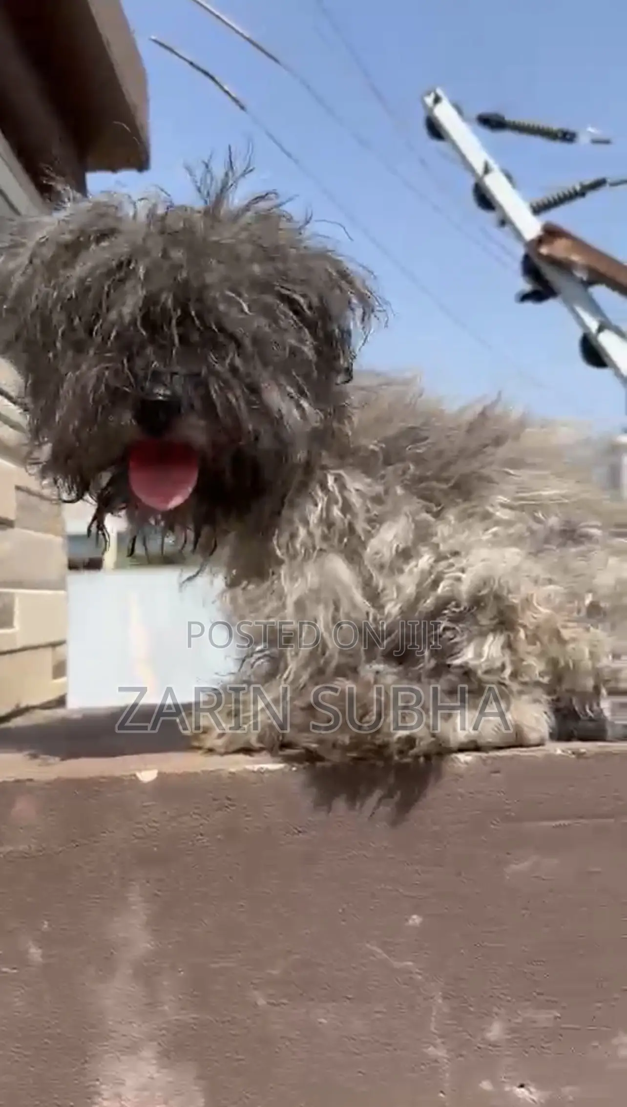 1-3 months Male Purebred Poodle