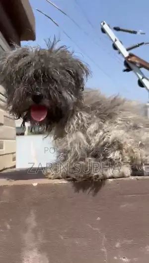 1-3 months Male Purebred Poodle