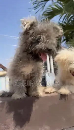1-3 months Male Purebred Poodle