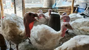 Matured Turkeys Available for Sale