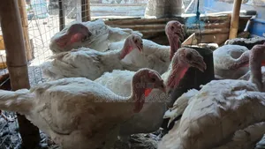 Matured Turkeys Available for Sale