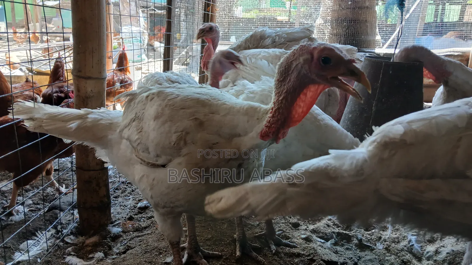 Matured Turkeys Available for Sale