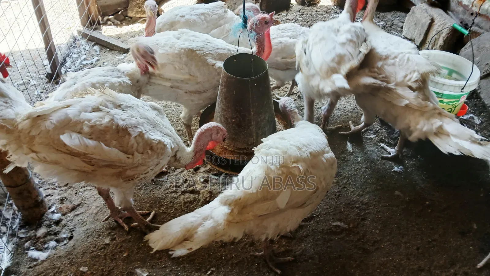 Matured Turkeys Available for Sale