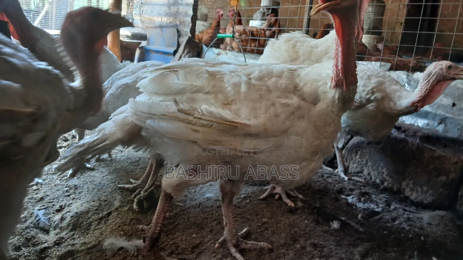 Matured Turkeys Available for Sale