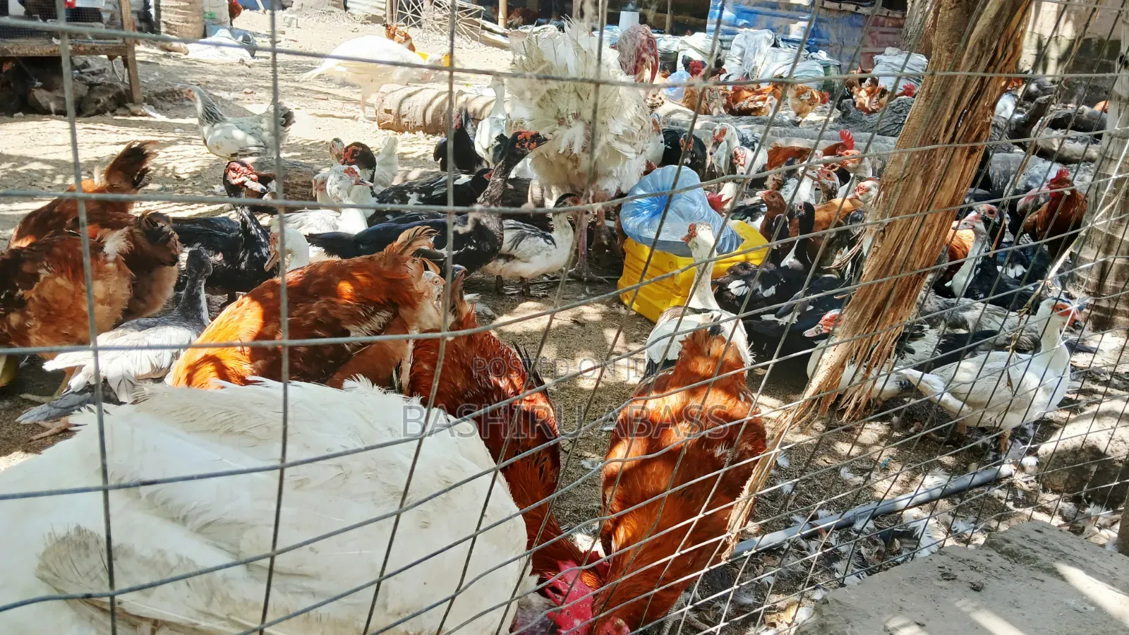 Matured Turkeys Available for Sale
