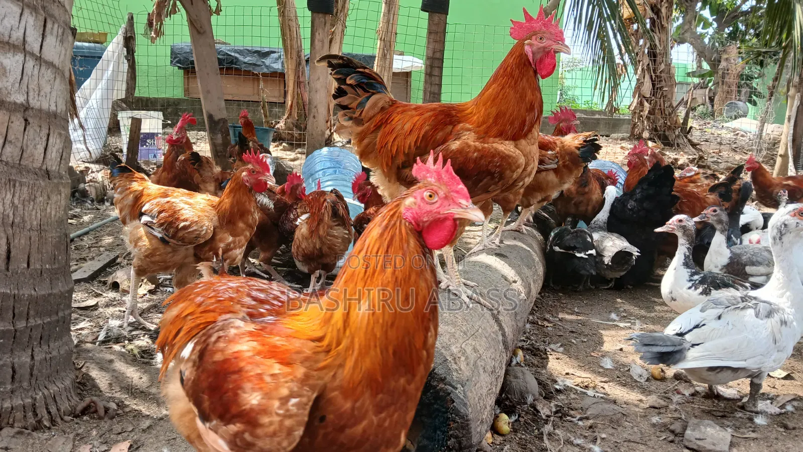 Matured Chickens Fresh From Backyard