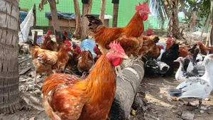 Matured Chickens Fresh From Backyard