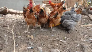 Matured Chickens Fresh From Backyard