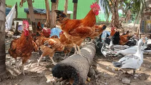 Matured Chickens Fresh From Backyard