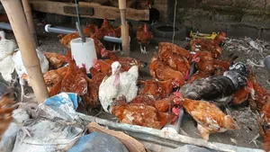 Matured Chickens Fresh From Backyard