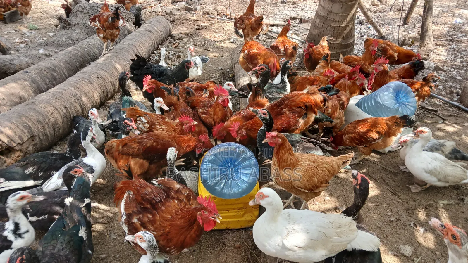 Matured Chickens Fresh From Backyard