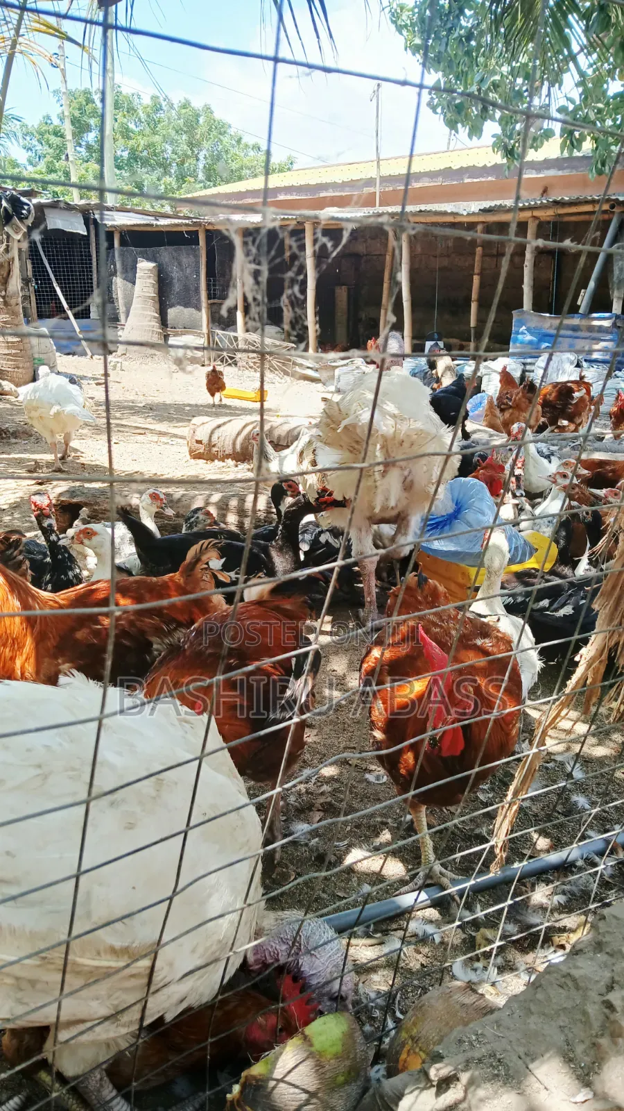 Matured Chickens Fresh From Backyard