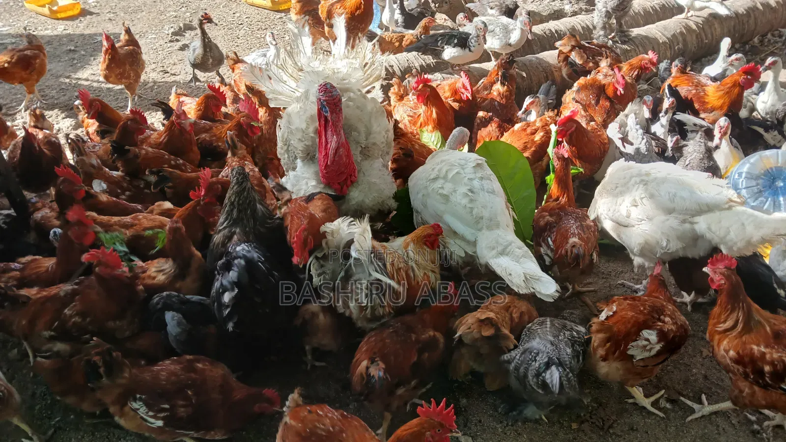 Matured Chickens Fresh From Backyard