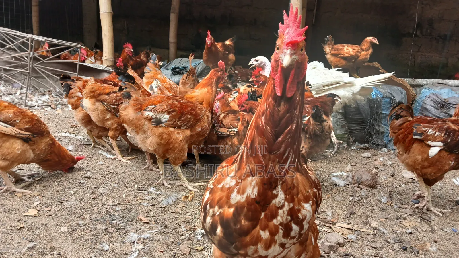 Matured Chickens Fresh From Backyard