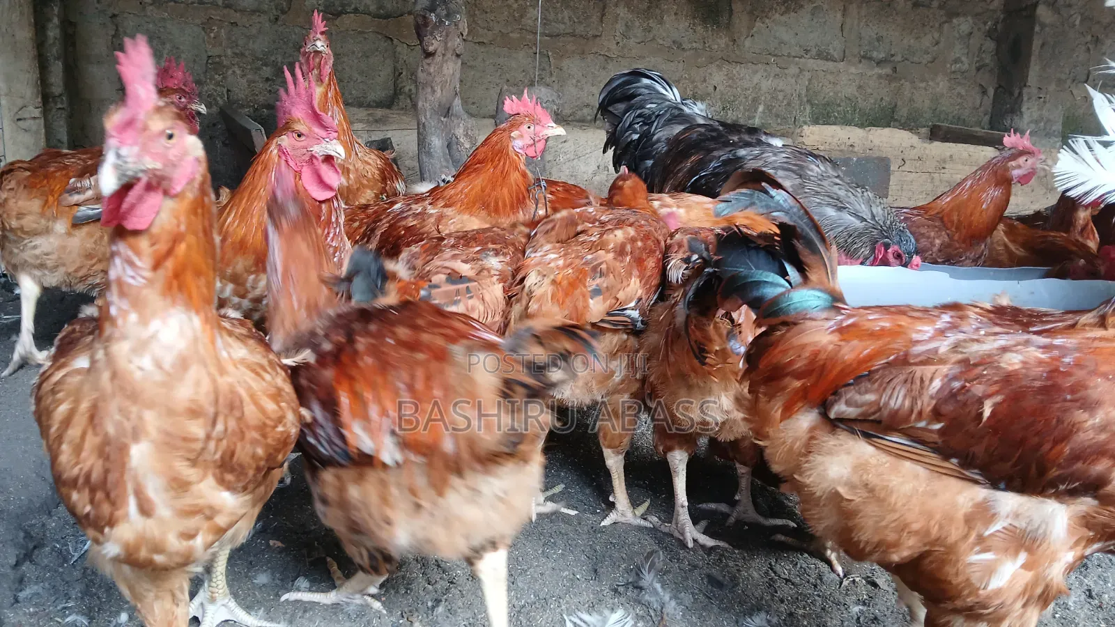 Matured Chickens Fresh From Backyard