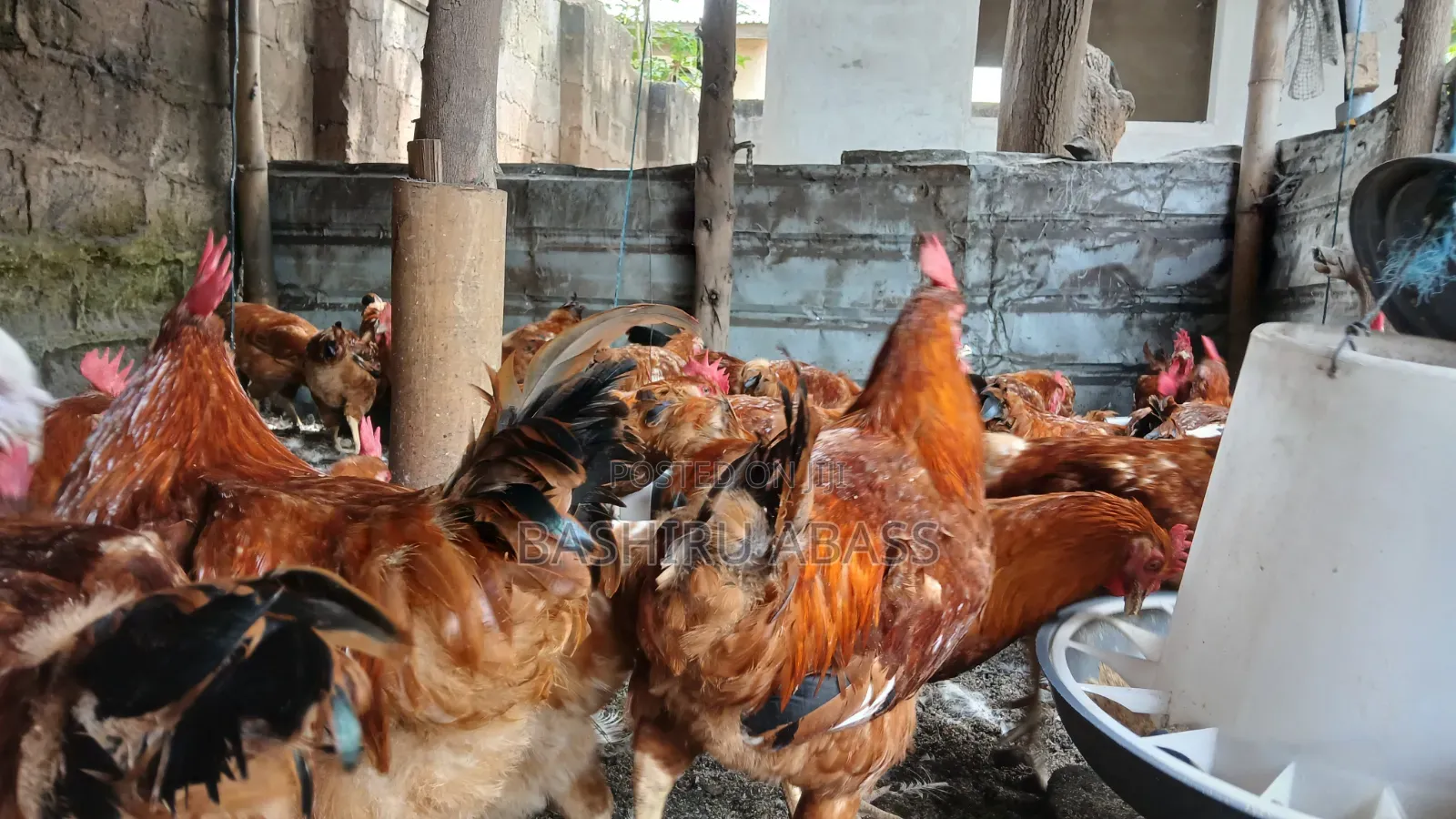 Matured Chickens Fresh From Backyard
