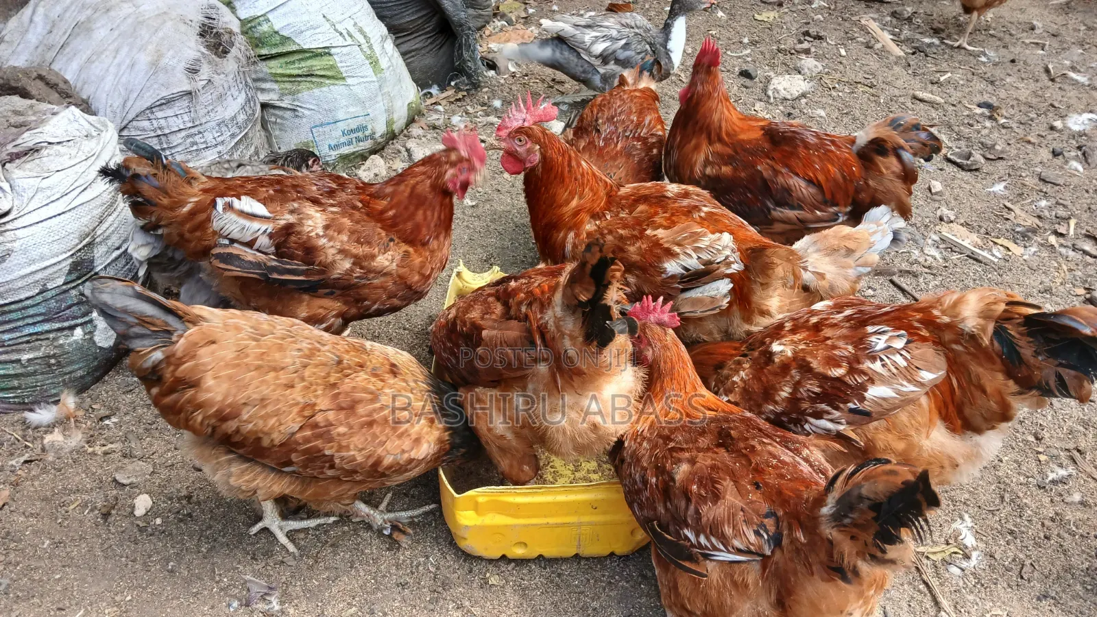 Matured Chickens Fresh From Backyard