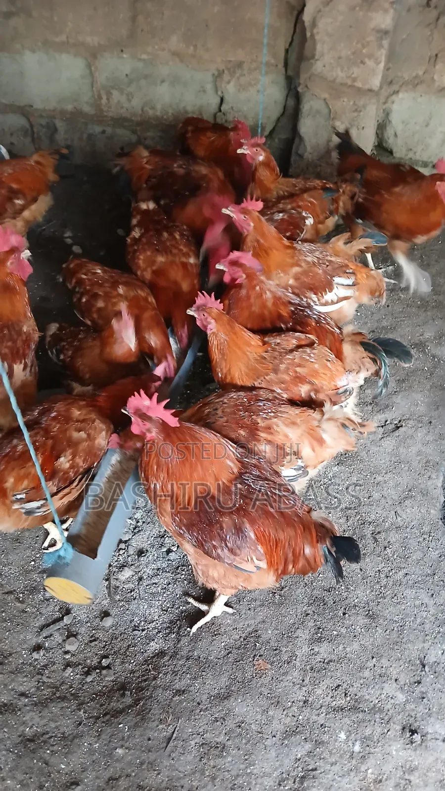 Matured Chickens Fresh From Backyard